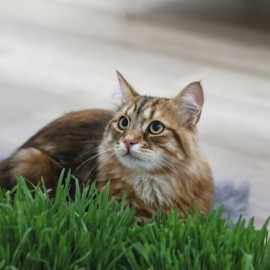Macska fű csíráztató